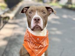 Shelter Stray Male Dog last seen Near Melrose Avenue, BRONX, NY, 10455, 326 E 110th St, New York, NY 10029, USA