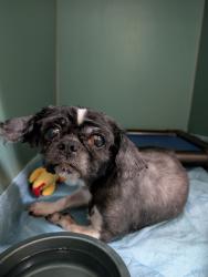 Shelter Stray Female Dog last seen Flatbush, Brooklyn, Roaming Streets, BROOKLYN, NY, 11230, 326 E 110th St, New York, NY 10029, USA