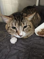 Shelter Stray Unknown Cat last seen Near 6th Avenue, NEW YORK, NY, 10010, 326 E 110th St, New York, NY 10029, USA