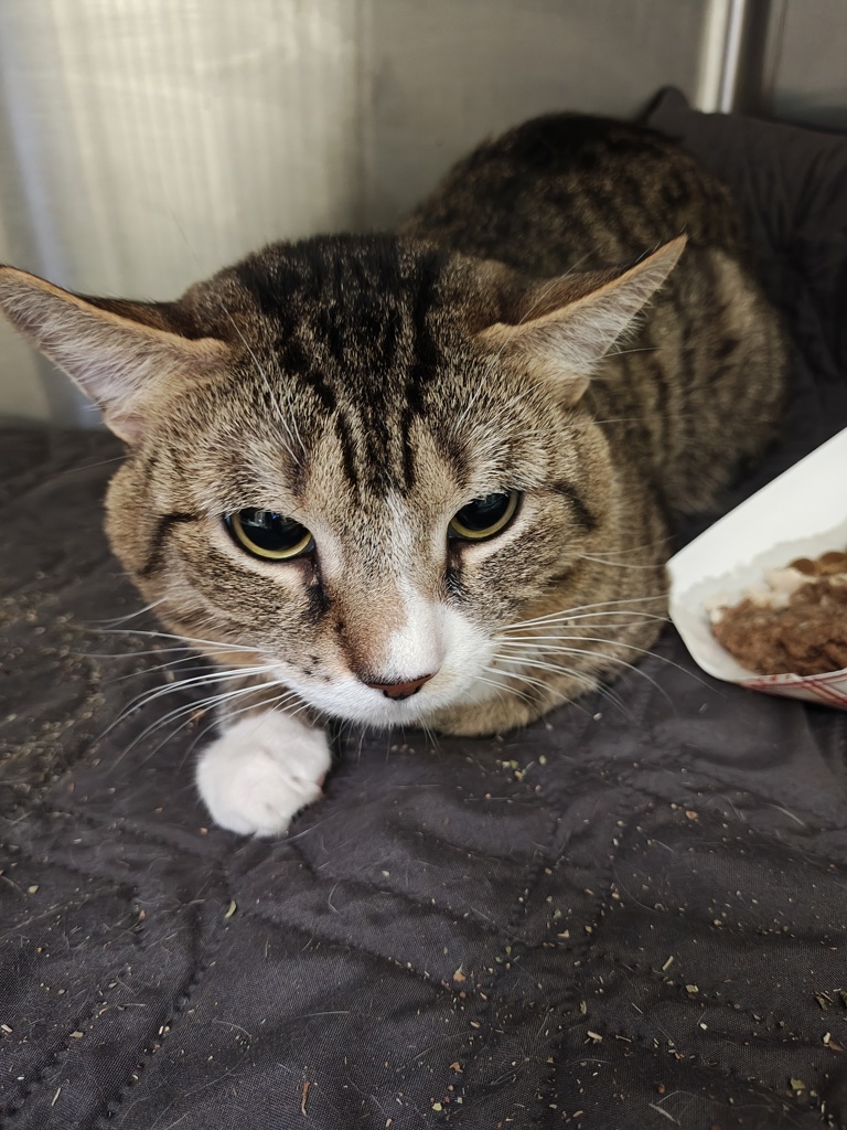 Shelter Stray Unknown Cat last seen Near 6th Avenue, NEW YORK, NY, 10010, 326 E 110th St, New York, NY 10029, USA