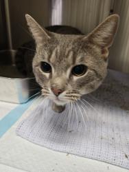 Shelter Stray Unknown Cat last seen Near 6th Avenue, NEW YORK, NY, 10010, 326 E 110th St, New York, NY 10029, USA