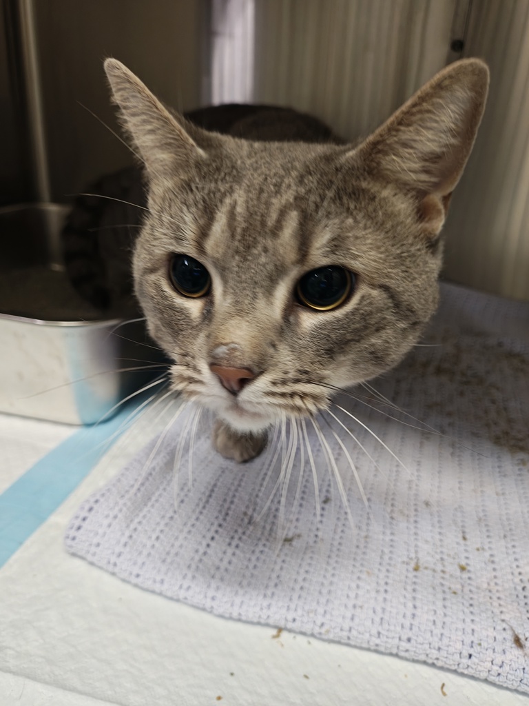 Shelter Stray Unknown Cat last seen Near 6th Avenue, NEW YORK, NY, 10010, 326 E 110th St, New York, NY 10029, USA