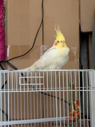 Lost Male Bird last seen Lampson elementary, Garden Grove, CA 92840