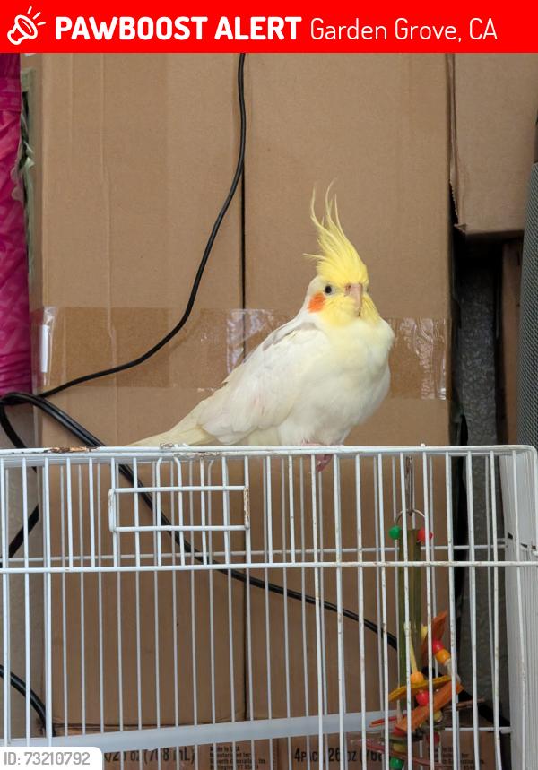 Lost Male Bird last seen Lampson elementary, Garden Grove, CA 92840
