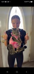 Lost Female Cat last seen Friends hse, Lancaster, WI 53813