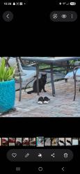 Lost Female Cat last seen Near terrace cutler bay, Cutler Bay, FL 33190