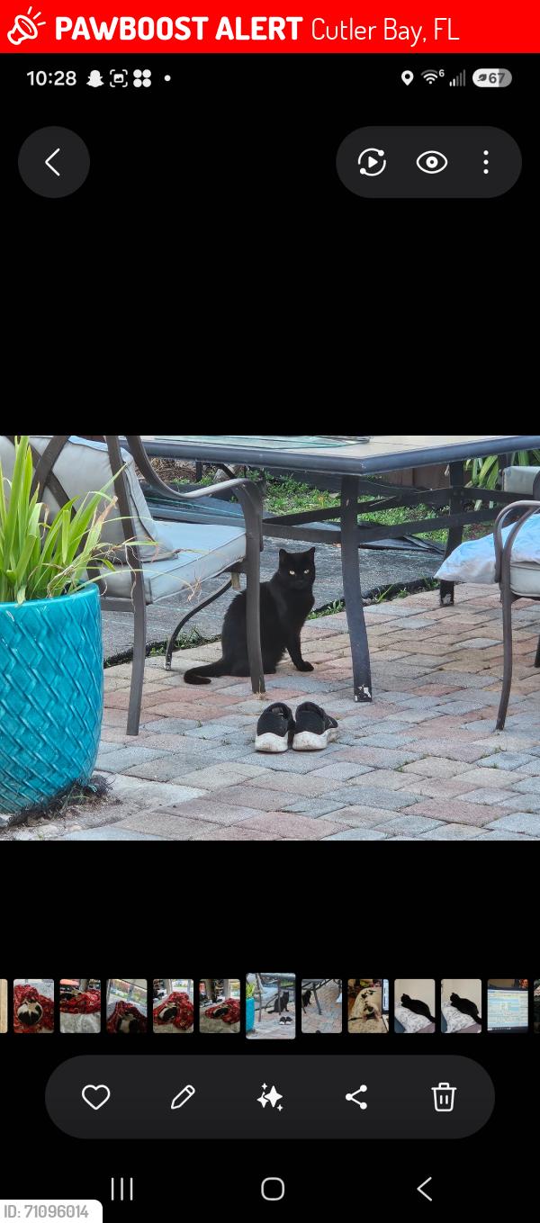 Lost Female Cat last seen Near terrace cutler bay, Cutler Bay, FL 33190