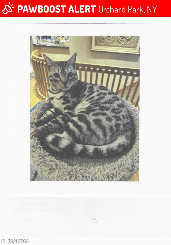 Lost Male Cat last seen Old Farm Road and Quaker Lake Terrace, Orchard Park, NY 14127
