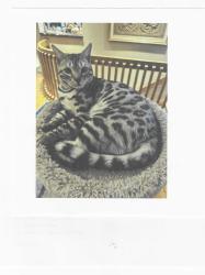 Lost Male Cat last seen Old Farm Road and Quaker Lake Terrace, Orchard Park, NY 14127