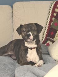 Reunited Female Dog last seen 9th and Olive, Pensacola, FL 32503
