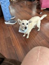Lost Male Dog last seen Binns blvd., Columbus, OH 43204
