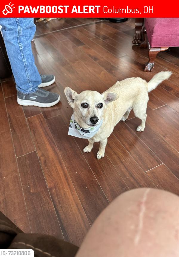 Lost Male Dog last seen Binns blvd., Columbus, OH 43204