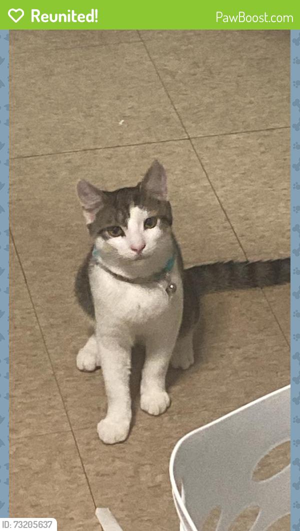 Reunited Male Cat last seen Kansas street with the Pizza Hut on the block, Hackensack, NJ 07601