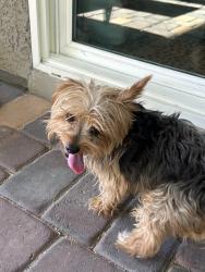 Reunited Male Dog last seen Buffalo and Russell Echo Trail Park, Las Vegas, NV 89113