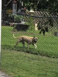 Found/Stray Male Dog last seen Azalea Dr & Sasswood Ln, Zebulon, NC 27597