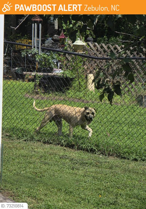 Found/Stray Male Dog last seen Azalea Dr & Sasswood Ln, Zebulon, NC 27597