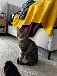 Lost Male Cat last seen Backyard, Hampton, GA 30228