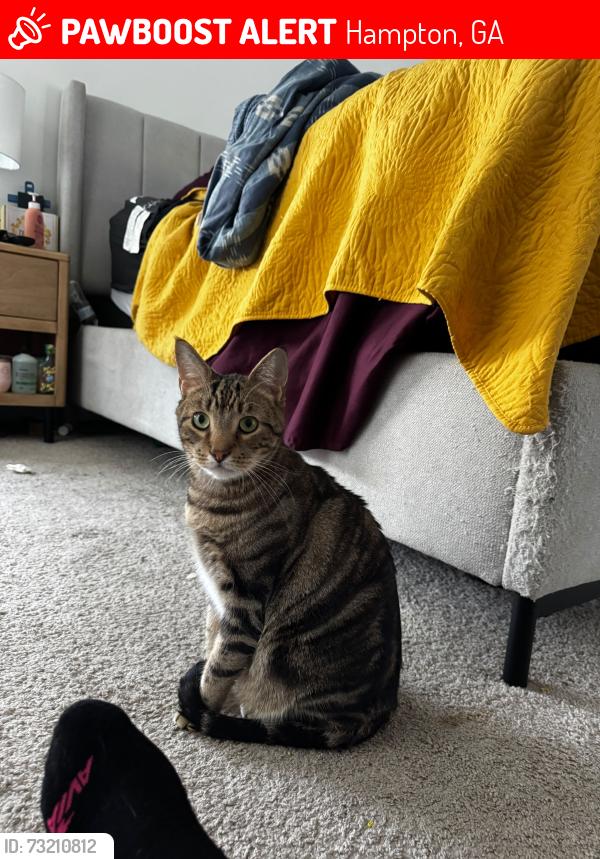 Lost Male Cat last seen Backyard, Hampton, GA 30228