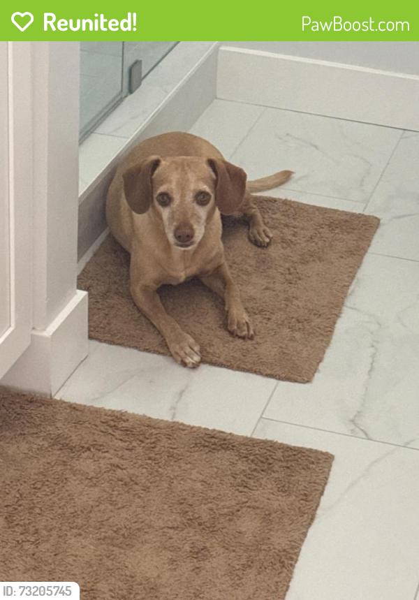 Reunited Male Dog last seen Arroyo park ladera tanch, Ladera Ranch, CA 92694