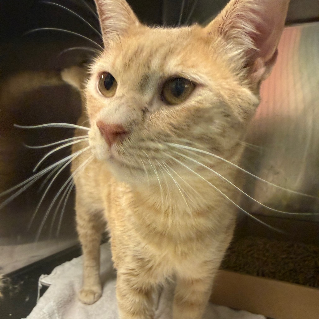 Shelter Stray Male Cat last seen , Animal Care & Control Team of Philly, 111 W Hunting Park Ave, Philadelphia, PA 19140, USA