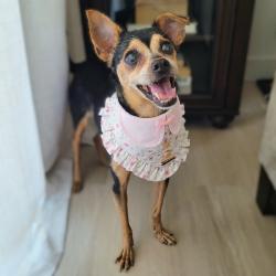 Shelter Stray Female Dog last seen , 361 S Raymond Ave, Pasadena, CA 91105, USA