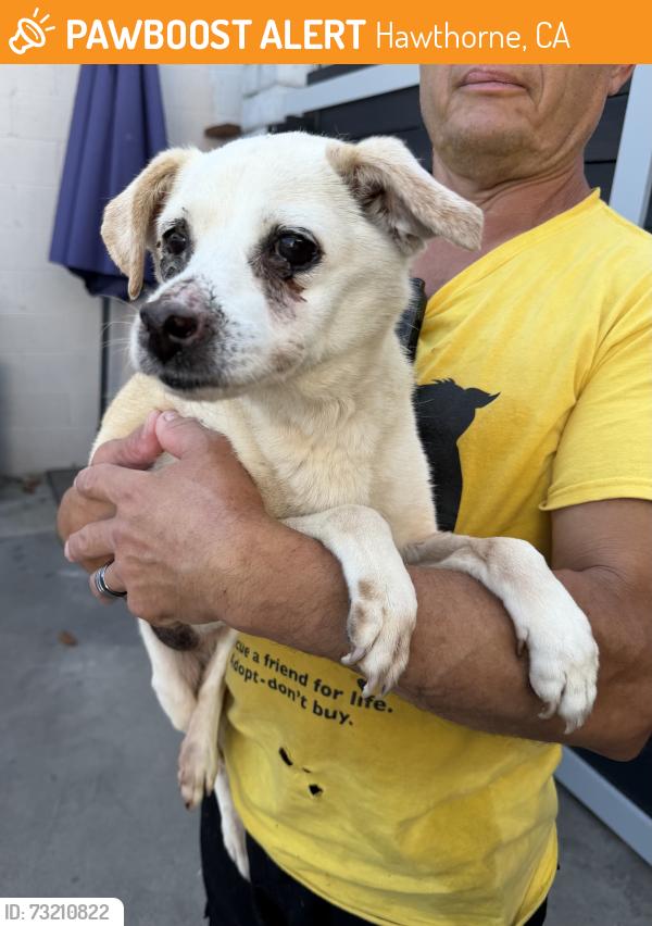 Found/Stray Male Dog last seen Near Lemoli Ave, Hawthorne, CA 90250