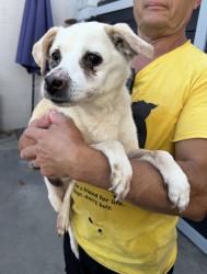 Found/Stray Male Dog last seen Near Lemoli Ave, Hawthorne, CA 90250