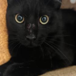 Shelter Stray Female Cat last seen , Animal Care & Control Team of Philly, 111 W Hunting Park Ave, Philadelphia, PA 19140, USA