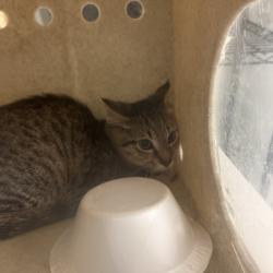 Shelter Stray Male Cat last seen , Animal Care & Control Team of Philly, 111 W Hunting Park Ave, Philadelphia, PA 19140, USA