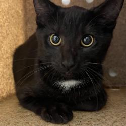 Shelter Stray Male Cat last seen , Animal Care & Control Team of Philly, 111 W Hunting Park Ave, Philadelphia, PA 19140, USA