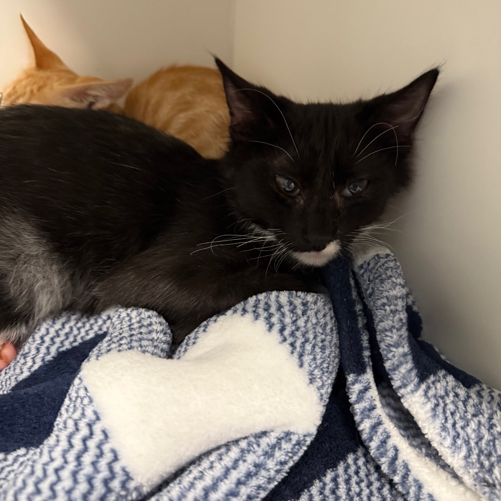 Shelter Stray Male Cat last seen , 8020 Washington St, Port Richey, FL 34668, USA