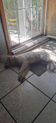 Reunited Female Dog last seen W Sunkist St & S Fern Ave, Ontario, CA 91762