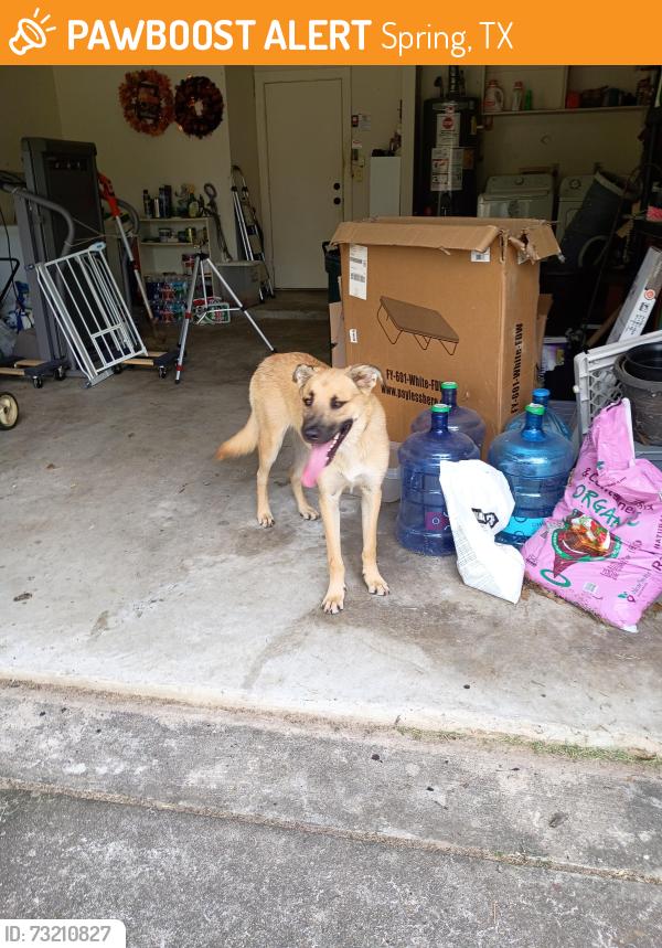 Found/Stray Male Dog last seen Springcreek, Spring, TX 77373