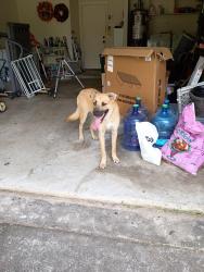 Found/Stray Male Dog last seen Springcreek, Spring, TX 77373