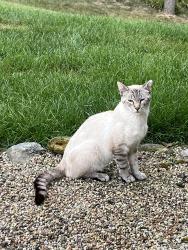 Found/Stray Unknown Cat last seen Maple Grove Ave & Michael St, Battle Creek, MI 49017