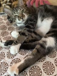 Reunited Male Cat last seen Near Arnold and 32nd (arnold heights ter), Portland, OR 97219