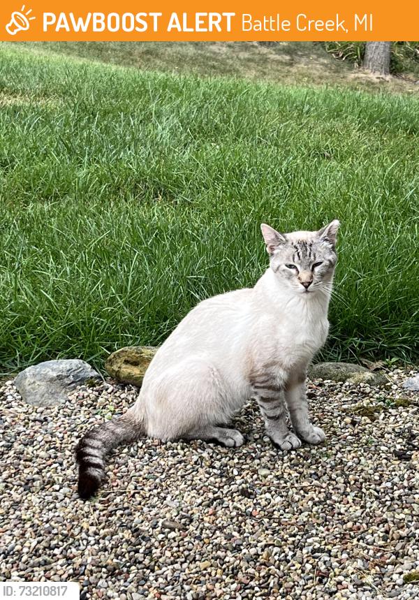 Found/Stray Unknown Cat last seen Maple Grove Ave & Michael St, Battle Creek, MI 49017