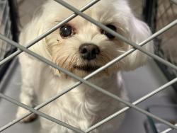 Reunited Unknown Dog last seen Darcelle and Deborah, Union City, CA 94587