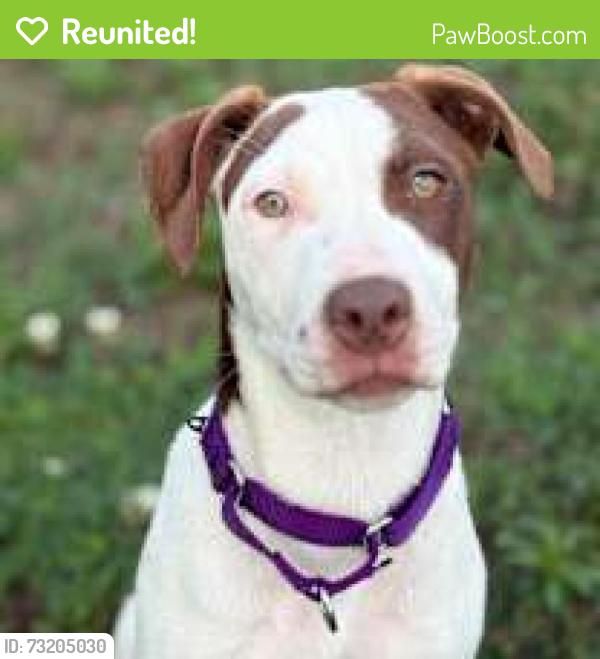 Reunited Female Dog last seen Piedmont park and stare park road, Greenville, SC 29609