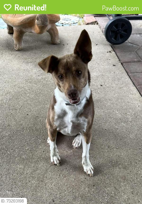 Reunited Male Dog last seen Pioneer & Newsom Mesquite Tx., Mesquite, TX 75149