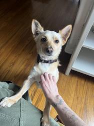 Reunited Male Dog last seen Franklin Ave, Los Angeles, CA 90027