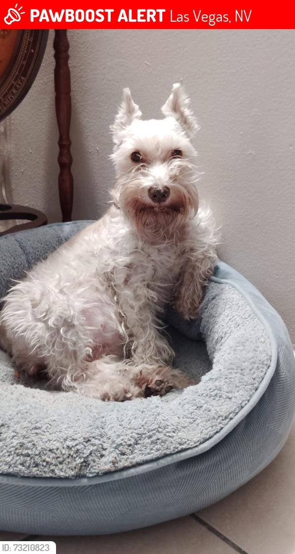 Lost Female Dog last seen Washington and jones, Las Vegas, NV 89107