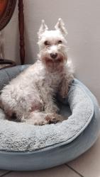 Lost Female Dog last seen Washington and jones, Las Vegas, NV 89107
