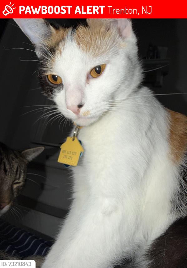 Lost Female Cat last seen Washington steeet, Trenton, NJ 08609