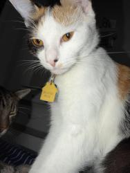 Lost Female Cat last seen Washington steeet, Trenton, NJ 08609