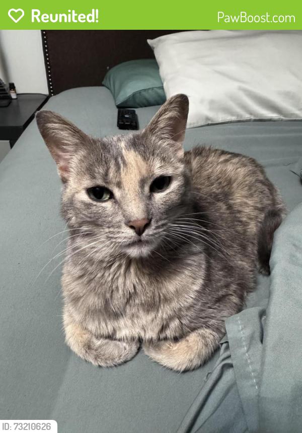 Reunited Female Cat last seen Westbrook, O'Fallon, MO 63366