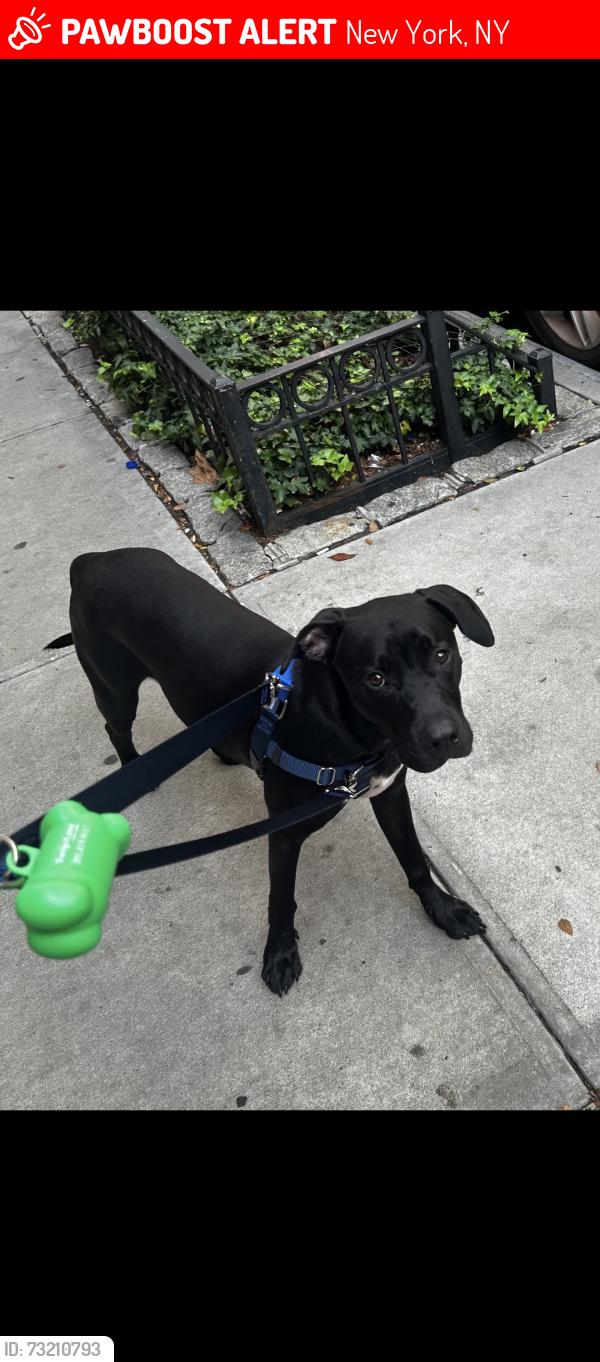 Lost Male Dog last seen Elizabeth Street & East Houston Street, New York, NY 10012