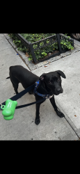 Lost Male Dog last seen Elizabeth Street & East Houston Street, New York, NY 10012