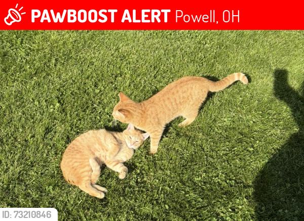Lost Male Cat last seen Concord road, Powell, OH 43065