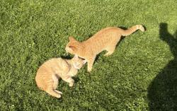 Lost Male Cat last seen Concord road, Powell, OH 43065